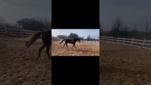 Работа с лошадью на корде ! Учим бегать галопом рысака из качалки .