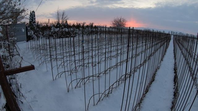 Штамбовые розы зимовка каталог 2025 осень
