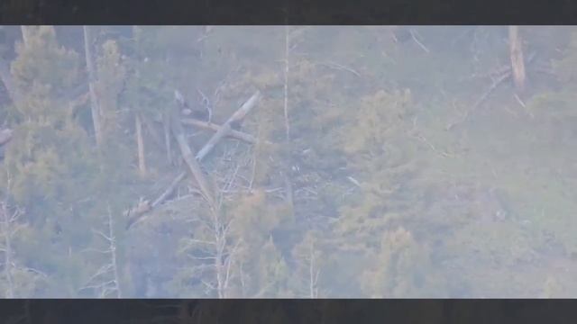 Photographer captures first-ever sow grizzly with five cubs in Yellowstone National Park смотреть онлайн