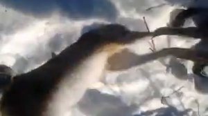 ЗАЯЦ ПОЙМАН!!!