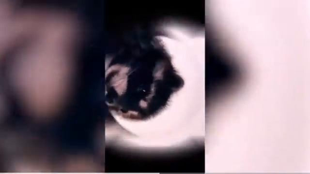 Енот Педро Педро Педро смотреть онлайн