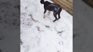 43 Как стаффордширский терьер переносит зиму?