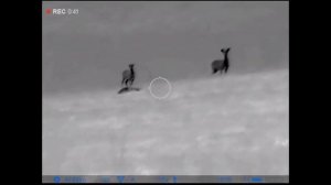 Pulsar Thermion 2 XQ50