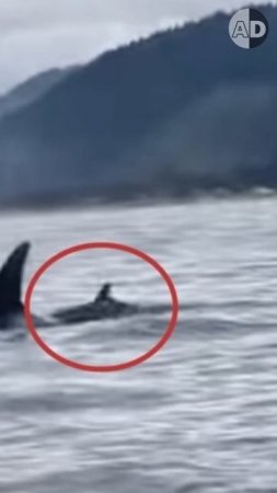 Orca Carrying Her Death Calf