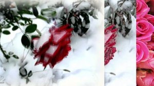 Розовые розы видео