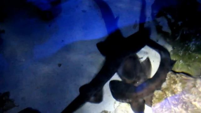 Atelomycterus baliensis mating attempt