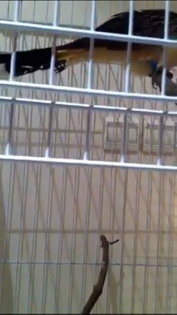 Guira смотреть онлайн