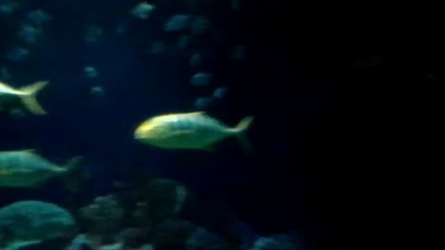 Акула смотреть онлайн