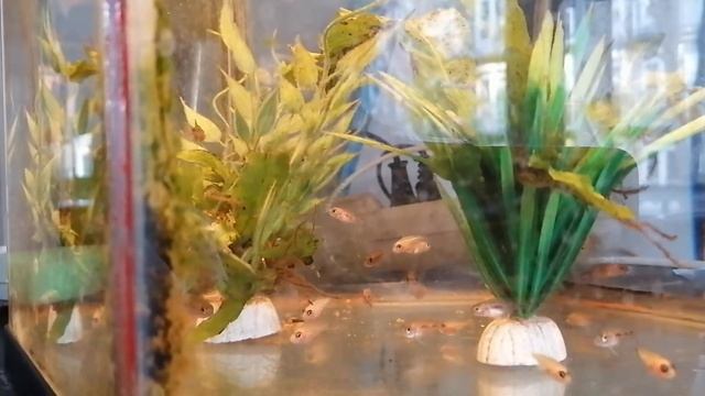 Baby Malawi Cichliden groei, 29-03-2020. Aulonocara Rubin Red(m) - Aulonocara FireFish mix 2 смотреть онлайн