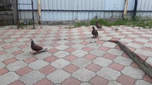 Почтовые голуби