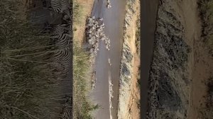 Mega Zebra crossing @WildEarth @NatGeoAnimals @RealWild , the crocodiles were pretty late