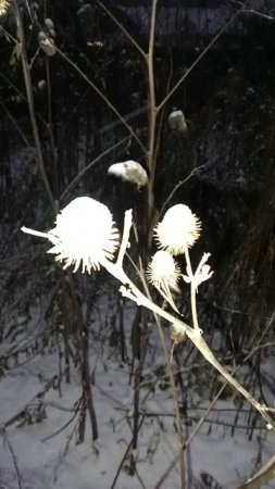 #### Репей в снегу: красота природы в самых неожиданных местах. Природа лучший художник