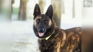 Каталог пород собак. Голландская овчарка, или хердер (Dutch shepherd dog)