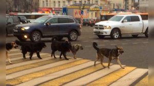 Собаки переходят дорогу по зебре и светофору