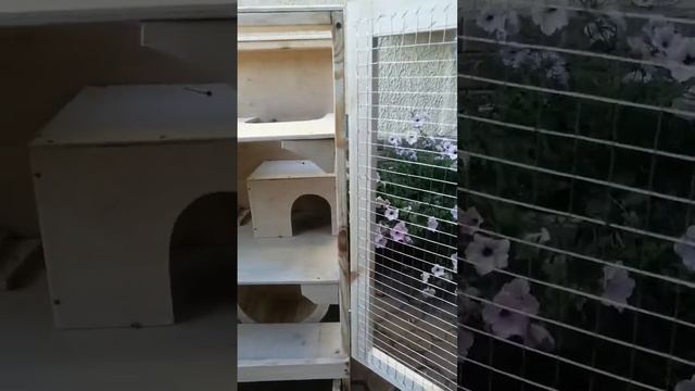 клетка для дегу и других грызунов