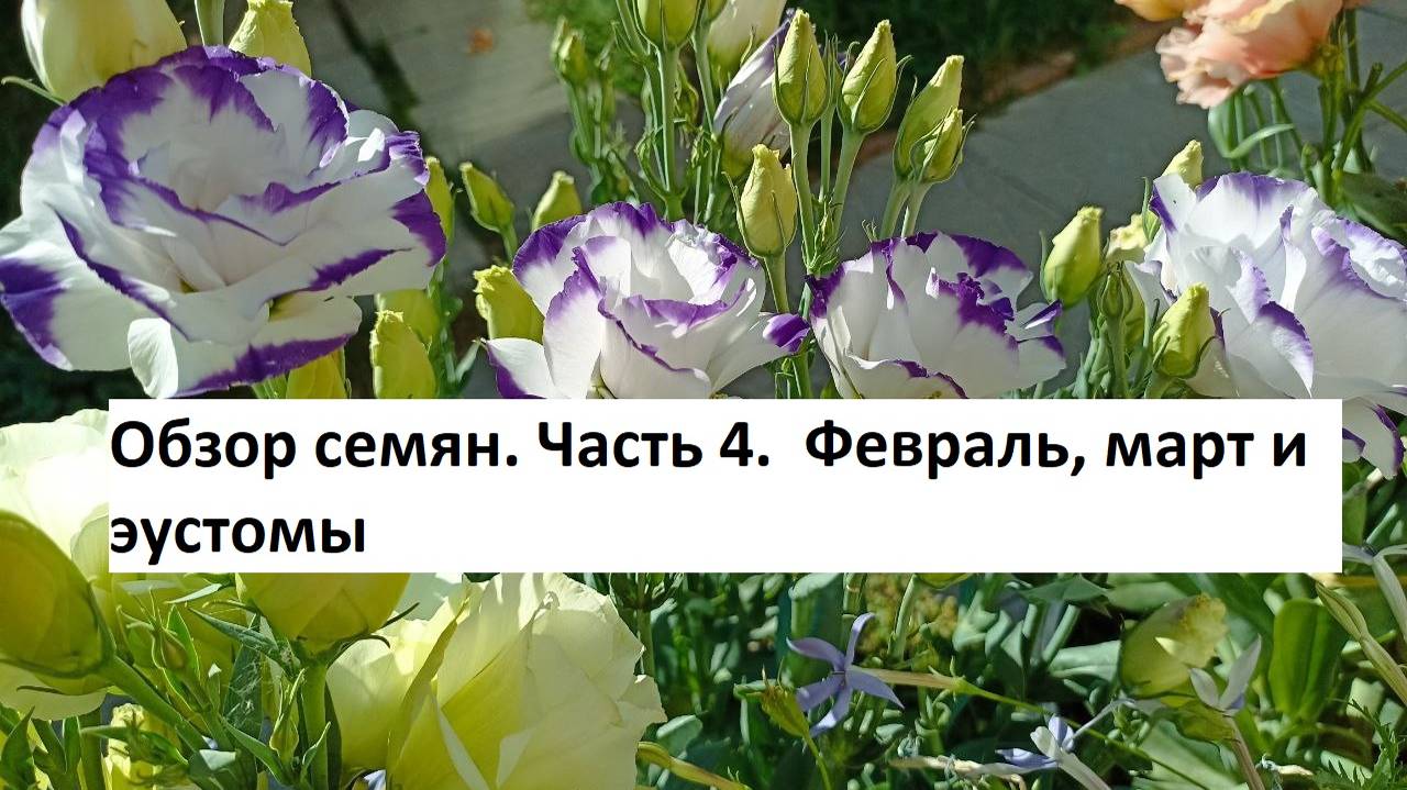 Обзор семян. Часть 4. Культуры на февраль, март и эустомы