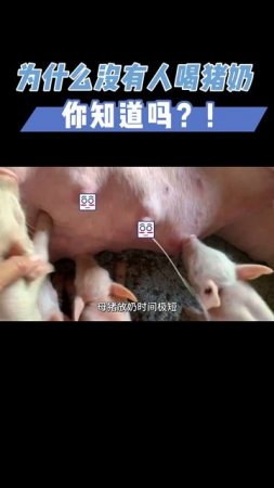 豬奶口感好，營養高，為什麼沒有人喝豬奶? #動物的迷惑行為 #科普 #漲知識