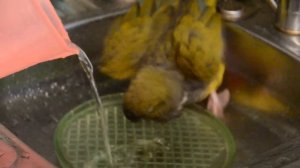 Патагонский попугай. Patagonian parrot (Patagonian Conure)