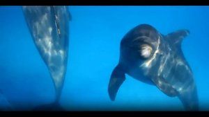 Исцеление нервной системы звуками дельфинов 888Гц.