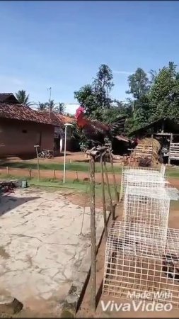 ayam ketawa SNIPER KANDANG KEBON FARM (085669919991 WA)