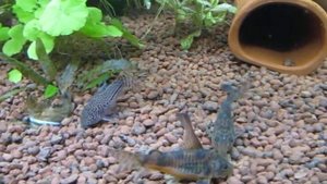 Сомики коридорасы