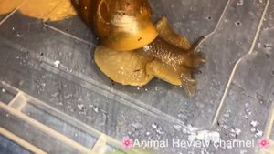 Распаковка посылки с улиткой. Megalobulimus oblongus.