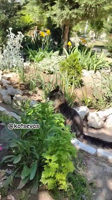 Марс палисадник проверяет#Марс #КотыСевастополя #Кот