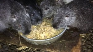 Несколько фактов о НУТРИЯХ. 30.01.25