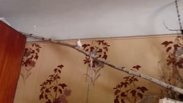 Амадіни. Білий гнобить Вадіка
