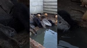 Нутрии в загоне