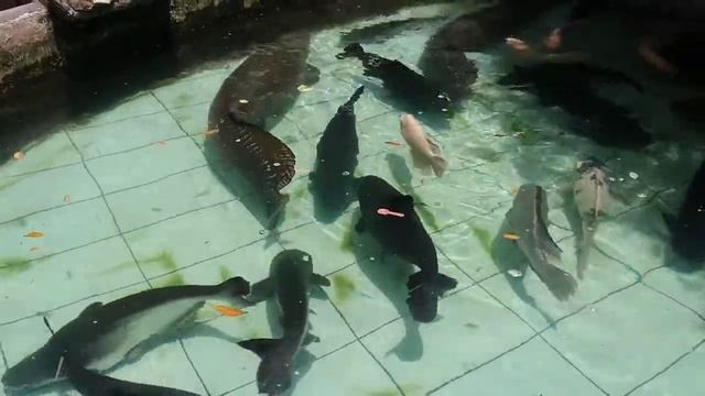 Arapaima Gigas In My Fish Pond