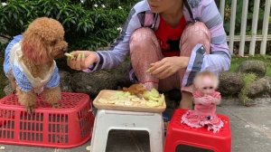 Monkey Baby Tom | Baby monkey Tom enjoys fruit happily with dog and South American Dragon