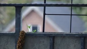 Apodemus sylvaticus.divx