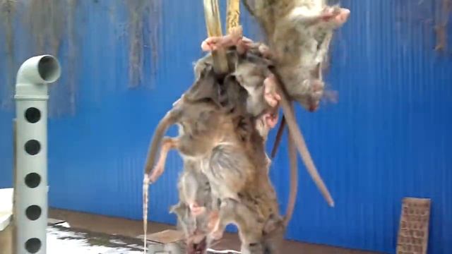 БОРЬБА с Крысами смотреть онлайн