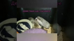 ❤️🦔❤️Брачный период у ёжиков🥰 Mating season for hedgehogs. #ezhikafro #hedgehog #animals #cute #lov
