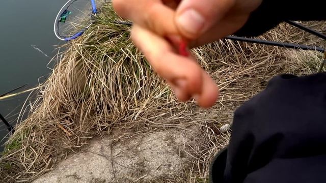 SPŁAWIK KONTRA FEEDER WCZESNĄ WIOSNĄ | ŁOWIMY PIĘKNE WZDRĘGI смотреть онлайн