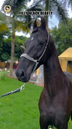 Filly black beauty #marwarihorse #horse #shorts