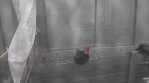 Плач петуха