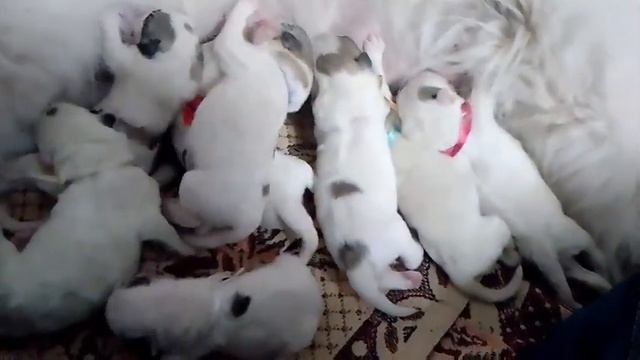 щенки Пиренейская горная собака питомник ЮНИСИЯ смотреть онлайн