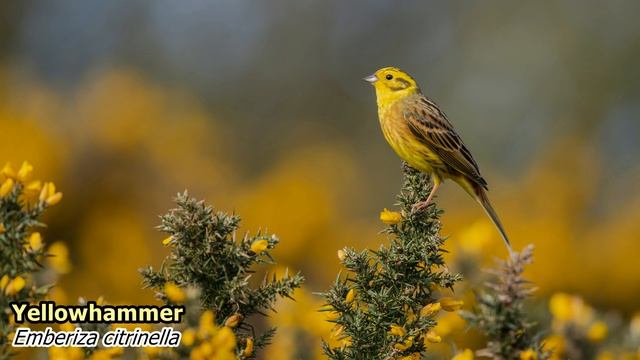 Yellowhammer  (Emberiza citrinella). Singing birds 4K Ultra HD.