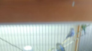 Повесил гнёзда.#birds