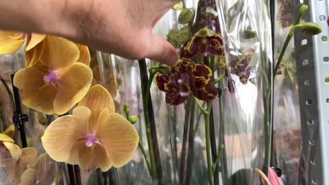 @zeboorhids привезла потрясающие ОРХИДЕИ!!!