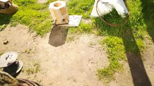 Птица коростель