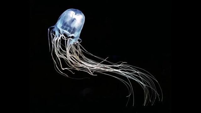 Box jellyfish. කෑවොත්නම් සොරි තමා #shortvideo #view point смотреть онлайн