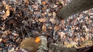 Лес радует находками