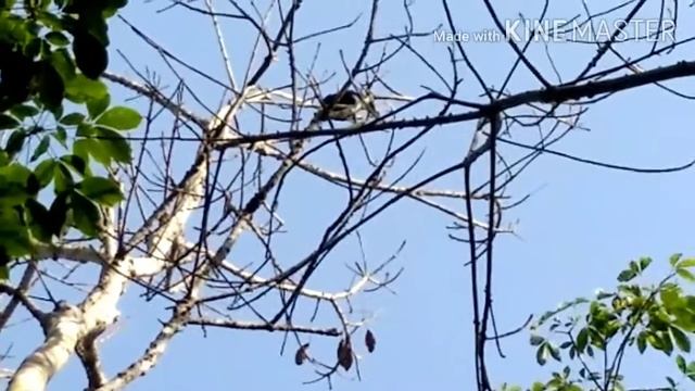 Burung langka Rangkong Palawan смотреть онлайн