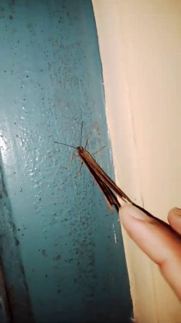 my friend butterfly 🦋❤️ смотреть онлайн