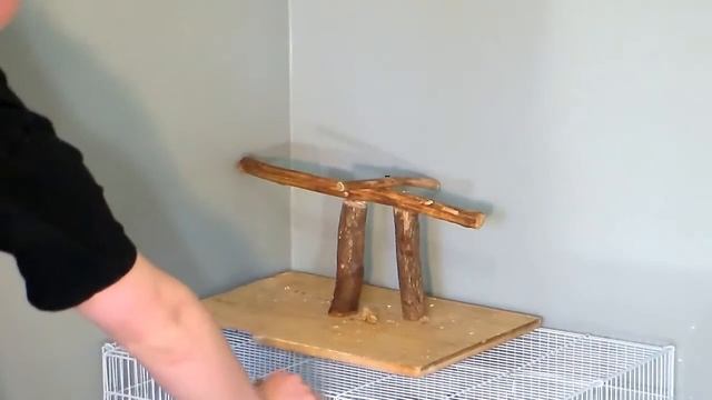 (How To) Teach Your Bird How To Wave On Command!!!