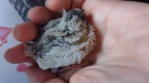 Болеет птенец зебровой амадины