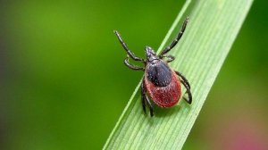 Острые и хронические формы клещевого энцефалита